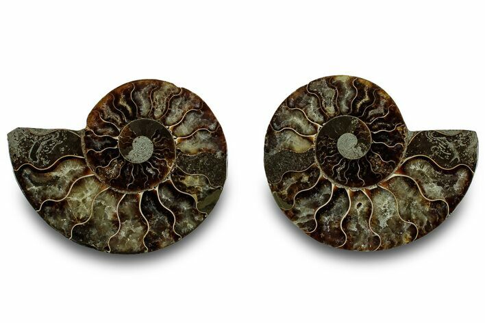 Cut & Polished, Agatized Ammonite Fossil - Madagascar #323349